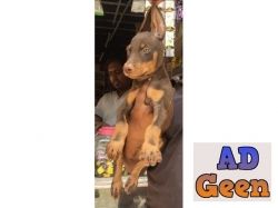 All Breed Top Quality puppies available 9891116714